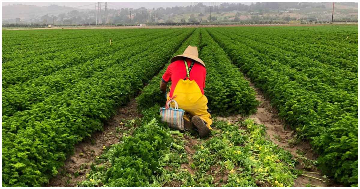 অ্যামেরিকার একটি খামারে কর্মরত শ্রমিক। ছবি: এনওয়াই ডেইলি নিউজ